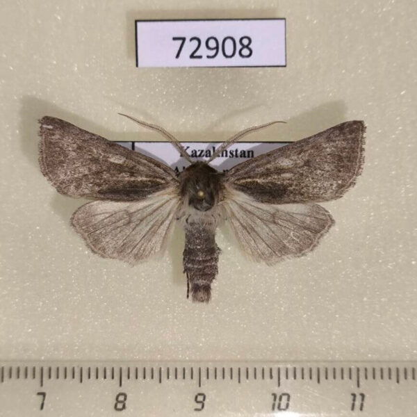 Noctuidae Eicomorpha koeppeni Kazakhstan