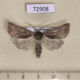 72908p Noctuidae Eicomorpha koeppeni Kazakhstan $9
