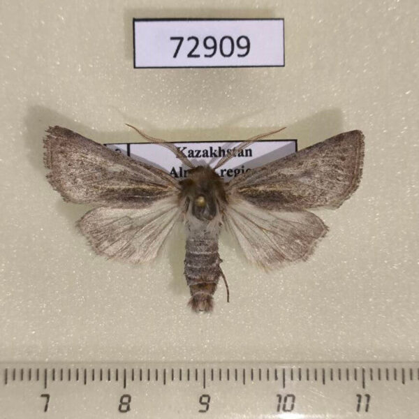 Noctuidae Eicomorpha koeppeni Kazakhstan