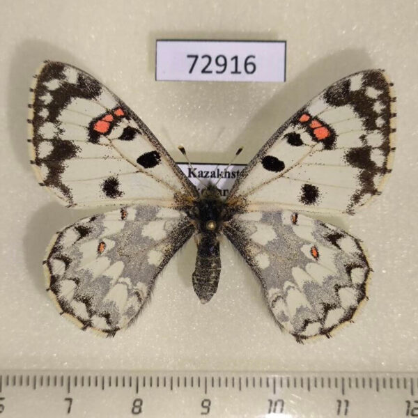 Papilionidae Hypermnestra helios f Kazakhstan