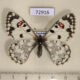 72916p Papilonidae Hypermnestra helios f Kazakhstan $13