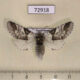 72918p Notodontiidae Furcula mimonovi f Kazakhstan $10