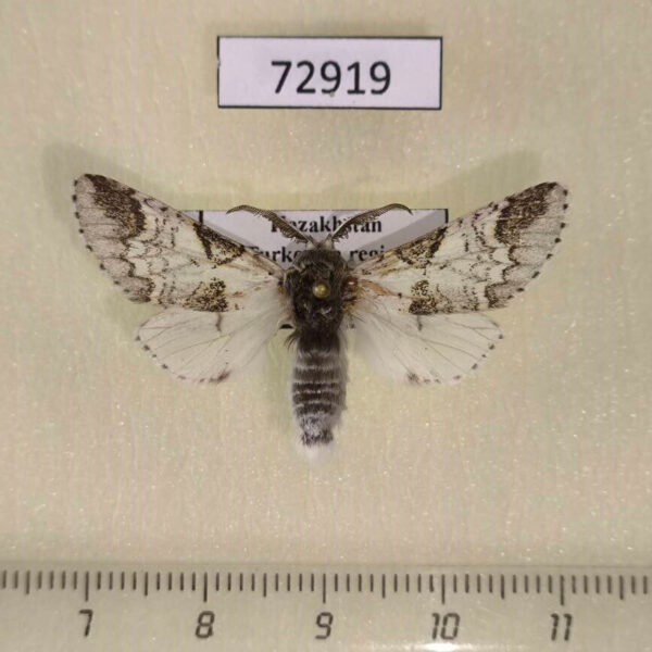 Notodontiidae Furcula mimonovi Kazakhstan