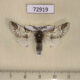 72919p Notodontiidae Furcula mimonovi Kazakhstan $8