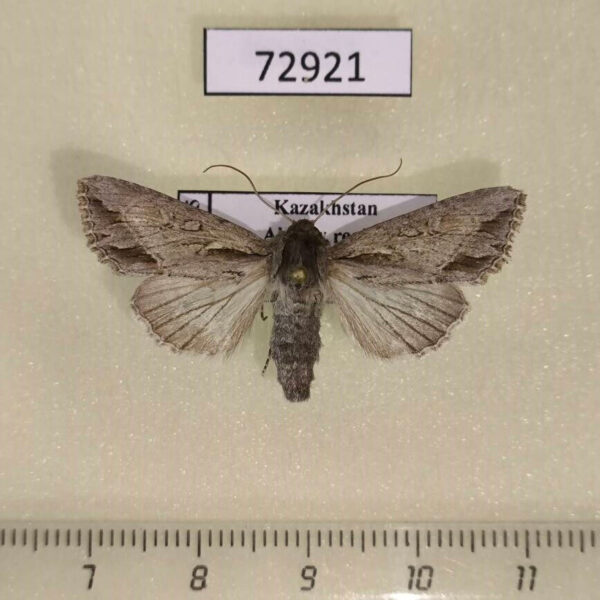 Noctuidae Auchmis peterseni f Kazakhstan