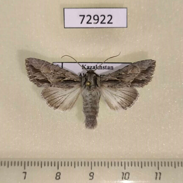 Noctuidae Auchmis peterseni Kazakhstan
