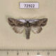 72922p Noctuidae Auchmis peterseni Kazakhstan $12