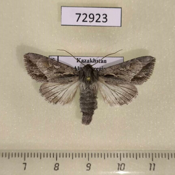 Noctuidae Auchmis peterseni Kazakhstan