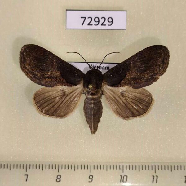 Noctuidae Batracharta cossoides Vietnam