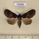 72929p Noctuidae Batracharta cossoides Vietnam $9