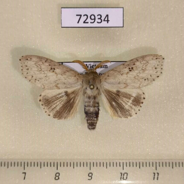 Lymantridae Calliteara angulata Vietnam