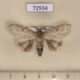 72934p Lymantridae Calliteara angulata Vietnam $6