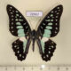 72937p Papilionidae Graphium doson axion Thailand $9