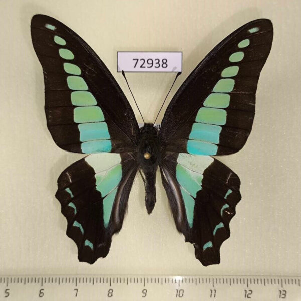 Papilionidae Graphium sarpedon Thailand