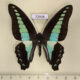 72938p Papilionidae Graphium sarpedon Thailand $8