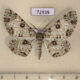 72939p Geometridae Ophthalmitis sp. pertusaria Vietnam $8