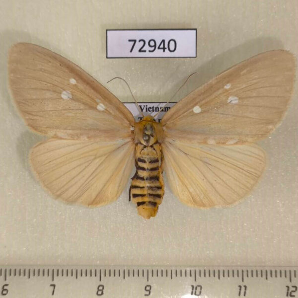 Noctuidae Tinolius hypsana f Vietnam