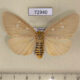 72940p Noctuidae Tinolius hypsana f Vietnam $15