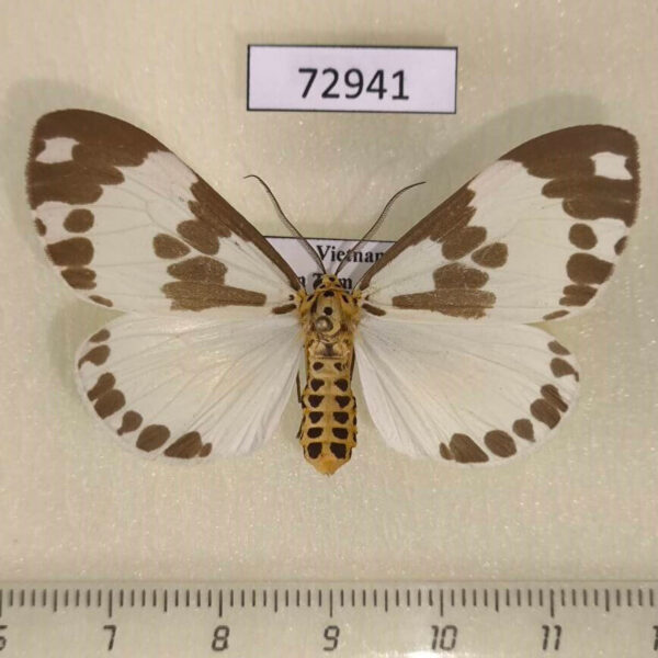 Arctiidae Nyctemera formosana f Vietnam