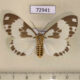 72941p Arctiidae Nyctemera formosana f Vietnam $8