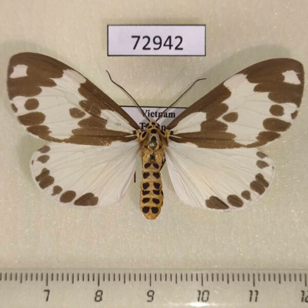 Arctiidae Nyctemera formosana f Vietnam