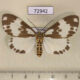 72942p Arctiidae Nyctemera formosana f Vietnam $8