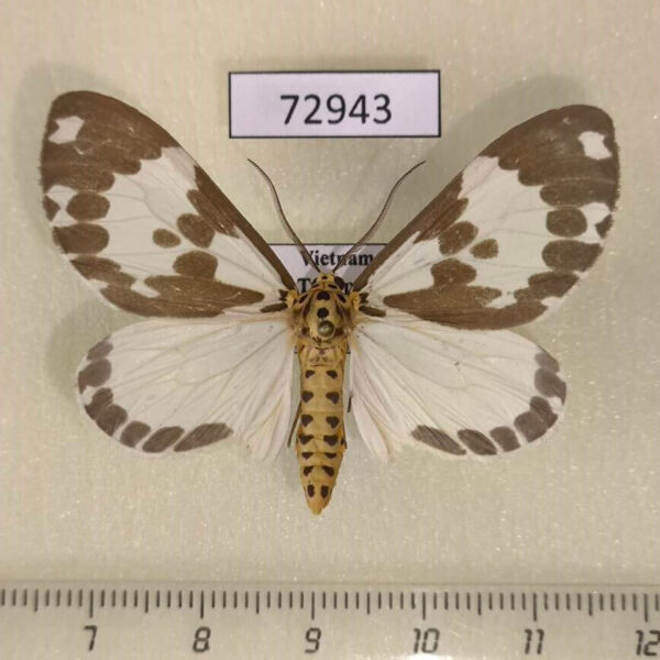 Arctiidae Nyctemera formosana Vietnam