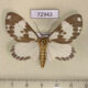 72943p Arctiidae Nyctemera formosana Vietnam $8