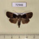 72946p Noctuidae Stenopterygia calida Vietnam $7