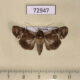 72947p Euteliidae Stictoptera signifera f Vietnam $6
