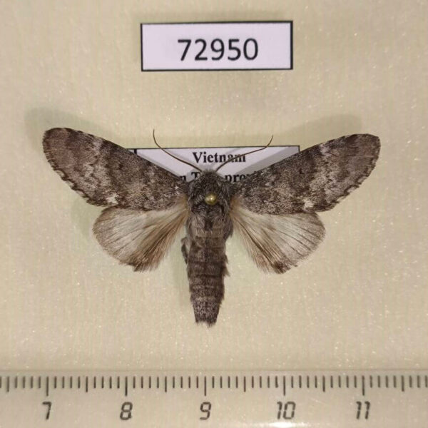 Notodontiidae Fentonia bipunctus Vietnam