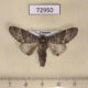 72950p Notodontiidae Fentonia bipunctus Vietnam $8