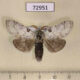 72951p Lymantridae Calliteara postfusca Vietnam $8
