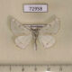 72958p Geometridae Dyscia malatyana Kazakhstan $8