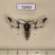 72959p Notodontiidae Furcula mimonovi Kazakhstan $8