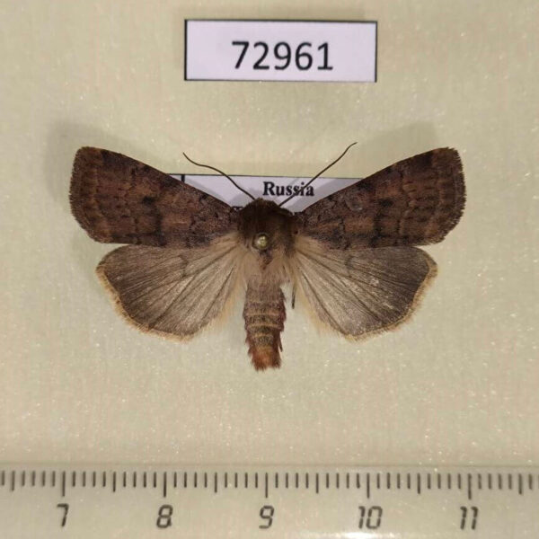 Noctuidae Paradiarsia sobrina Tyva rep.