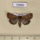 72962p Noctuidae Paradiarsia coturnicola Tyva rep. $20