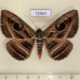 72964p Noctuidae Spirama helicina Thailand $9