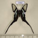 72966p Papilionidae Lamproptera meges virescens Thailand $30