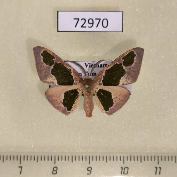 Geometridae Celenna festivaria Vietnam
