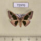 72970p Geometridae Celenna festivaria Vietnam $5