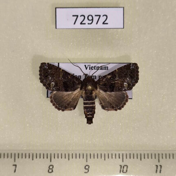 Euteliidae Targalla alboquadrata Vietnam