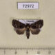 72972p Euteliidae Targalla alboquadrata Vietnam $15