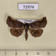 72974p Noctuidae Pangrapta pannosa Vietnam $7