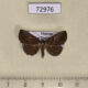 72976p Noctuidae Hadennia hypenalis Vietnam $8