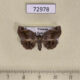 72978p Noctuidae Pangrapta parsimonalis f Vietnam $7