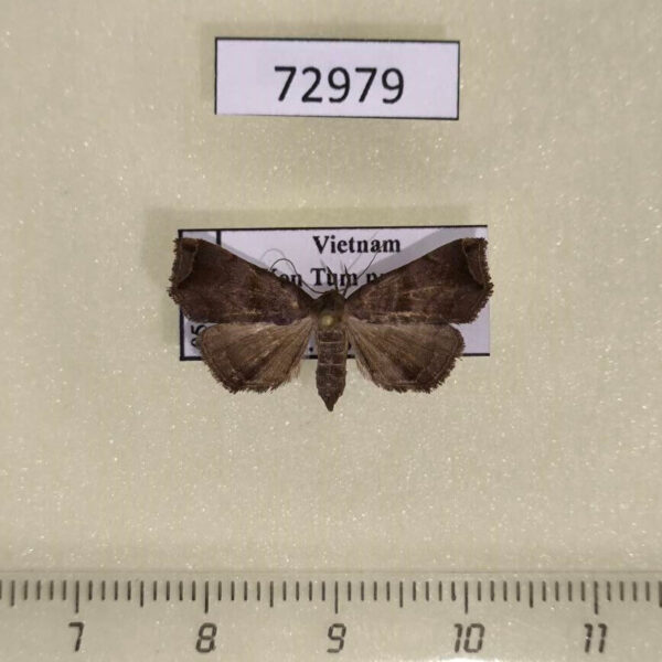 Noctuidae Nagadeba obenbergi f Vietnam