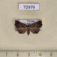 72979p Noctuidae Nagadeba obenbergi f Vietnam $9