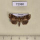 72980p Noctuidae Callopistria sp. aethiops Vietnam $8