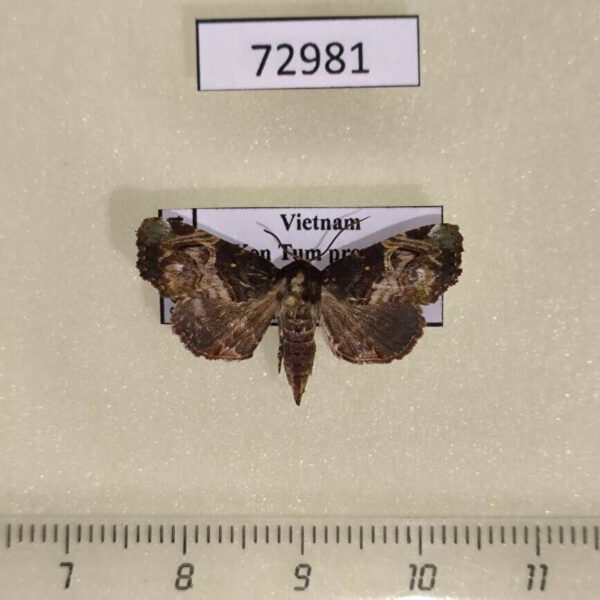 Euteliidae Targalla albiceps Vietnam